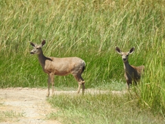Odocoileus hemionus eremicus