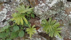Polypodium macaronesicum azoricum