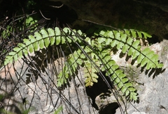 Asplenium heterochroum