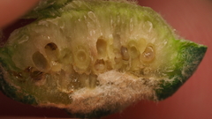 Neuroterus quercicola