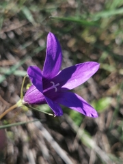 Campanula lusitanica