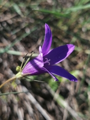 Campanula lusitanica
