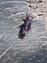 Phyllomydas parvulus