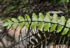 Asplenium heterochroum