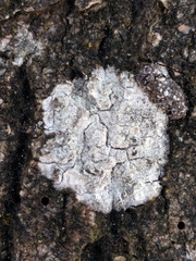 Pertusaria coccodes