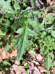 Youngia thunbergiana