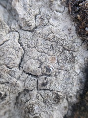 Pertusaria coccodes