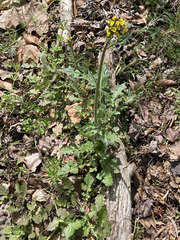 Youngia thunbergiana