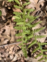 Athyrium