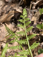 Athyrium