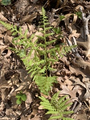 Athyrium