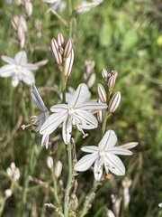 Asphodelus tenuifolius