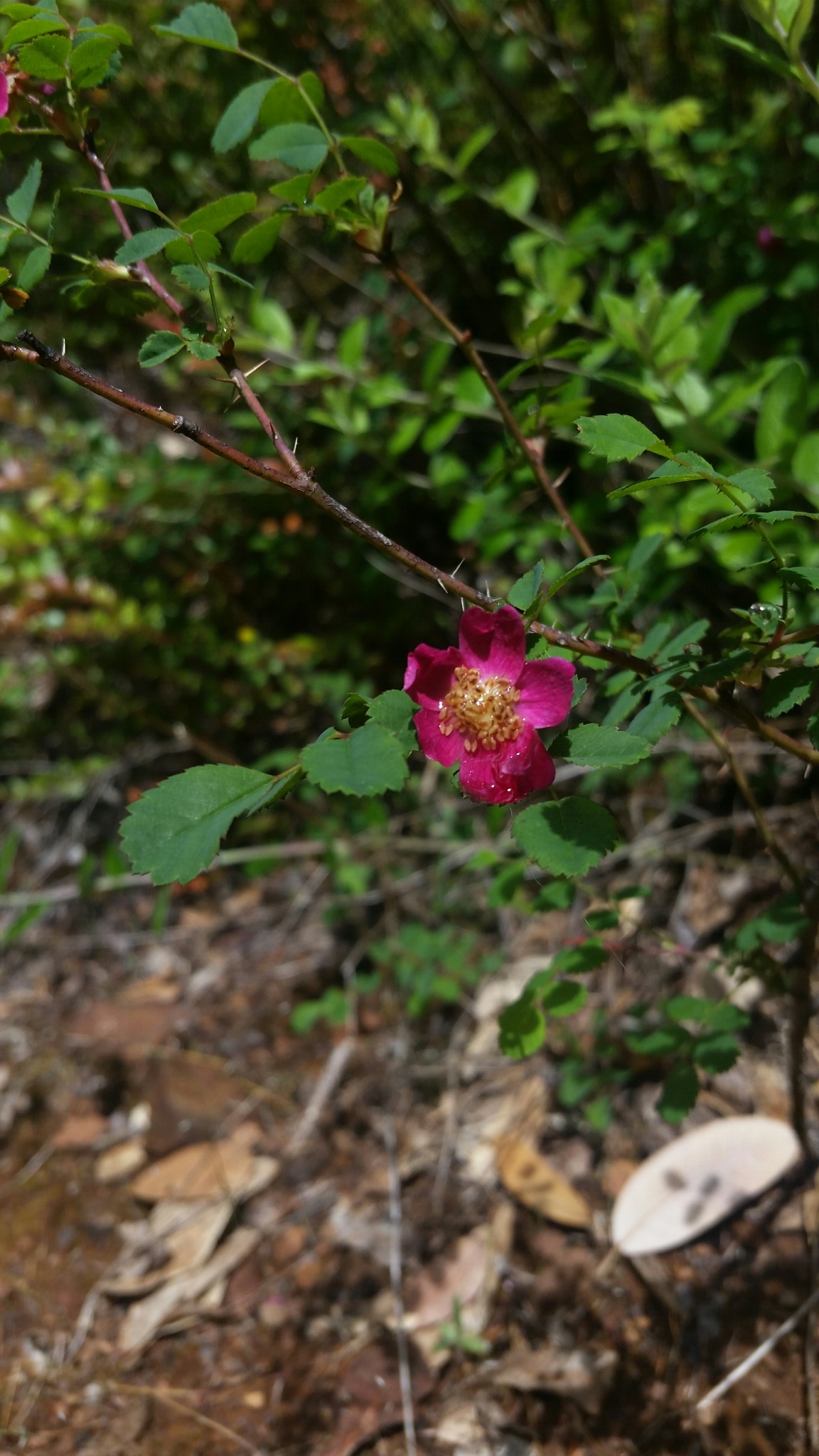 Rosa gymnocarpa var. serpentina