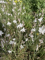 Asphodelus tenuifolius