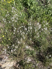 Asphodelus tenuifolius