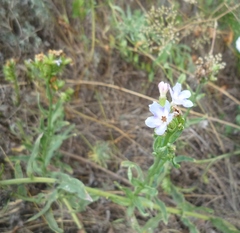 Anchusa ochroleuca