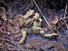 Bufo bufo