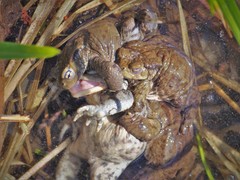 Bufo bufo