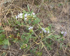 Anchusa ochroleuca