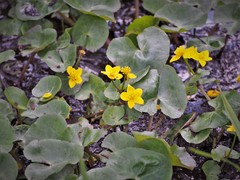 Caltha palustris