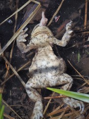 Bufo bufo