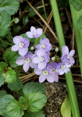 Veronica petraea