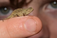 Brookesia tuberculata