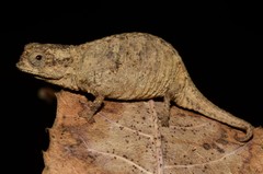 Brookesia tuberculata