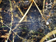 Bufo bufo