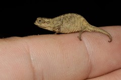 Brookesia tuberculata
