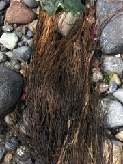 Desmarestia aculeata