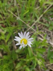 Astranthium integrifolium