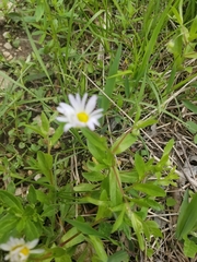 Astranthium integrifolium