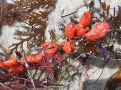 Metandrocarpa dura