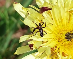 Rhynocoris erythropus
