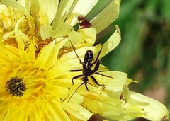 Rhynocoris erythropus