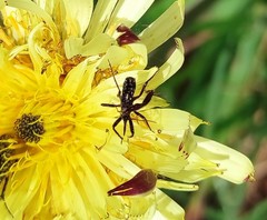Rhynocoris erythropus