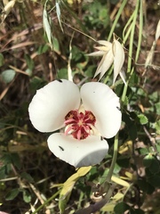 Calochortus simulans