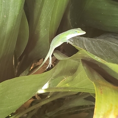 Anolis carolinensis