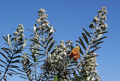 Buddleja coriacea