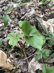 Trillium cernuum