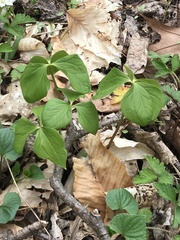 Trillium cernuum