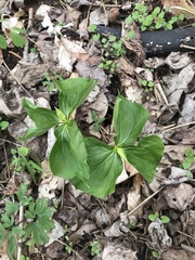 Trillium cernuum