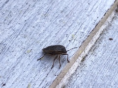 Hymenarcys nervosa