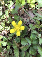 Potentilla indica