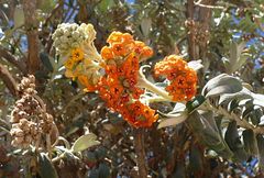 Buddleja coriacea