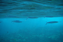 Polynesian Halfbeak photo 2