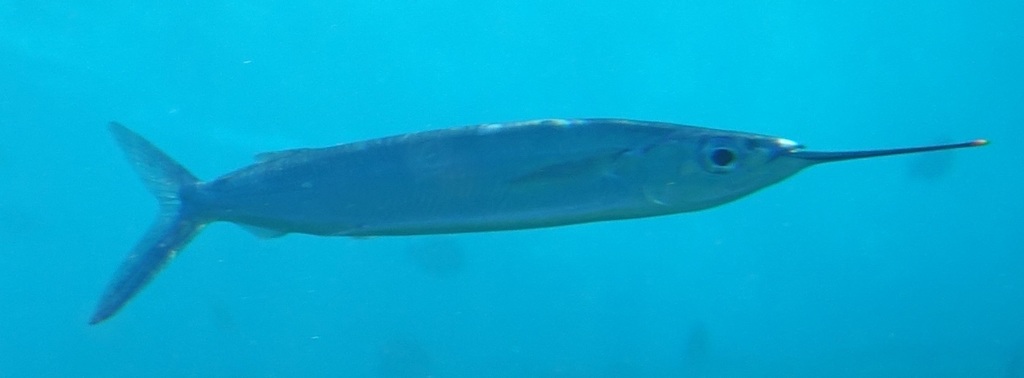 Polynesian Halfbeak