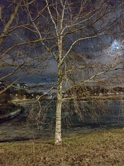 Betula pendula