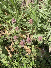 Lamium purpureum